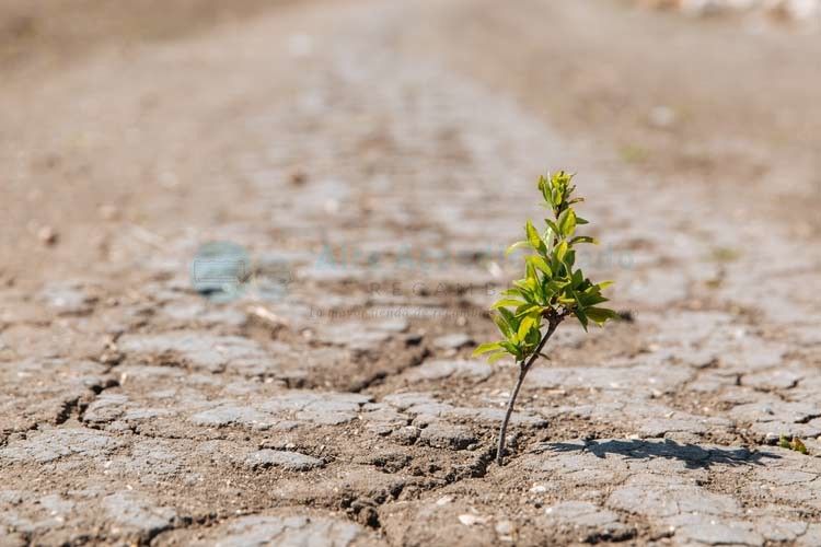 Cambio climático y la influencia de este en la migración y plantas